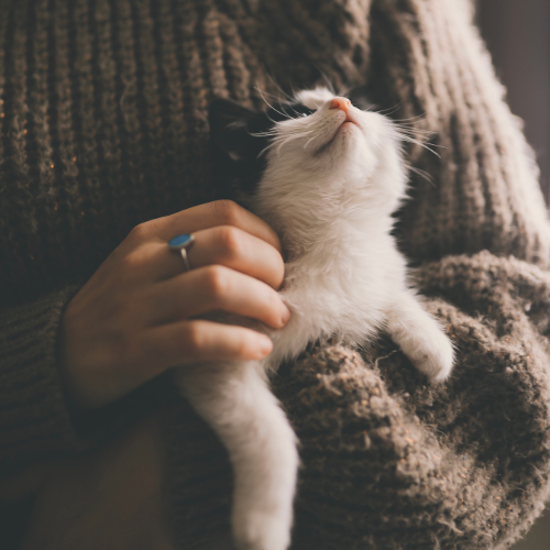 For Pet